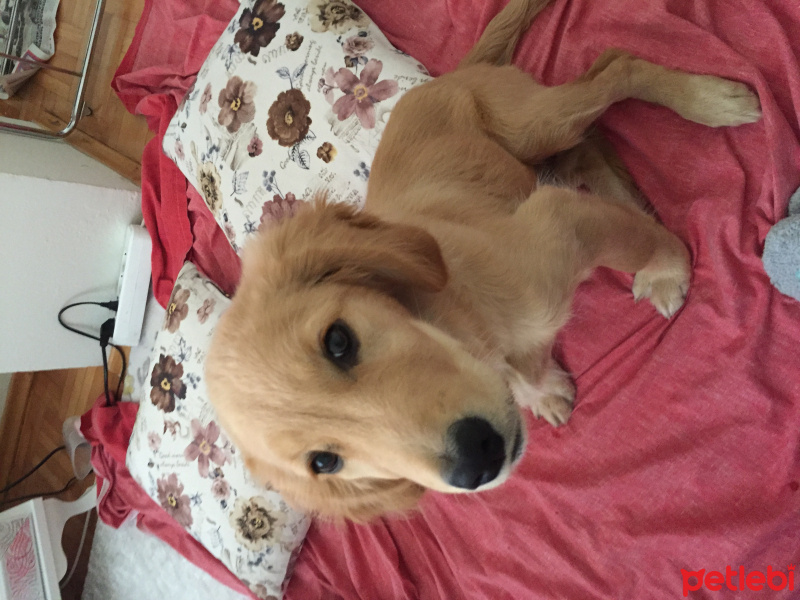 Golden Retriever, Köpek  Dino fotoğrafı