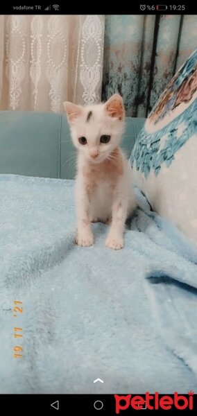 Tekir Kedi, Kedi  Ares fotoğrafı