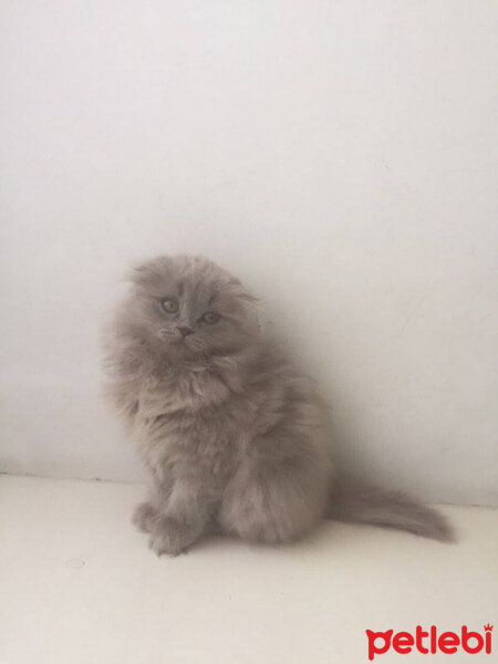 Scottish Fold, Kedi  scottish fotoğrafı