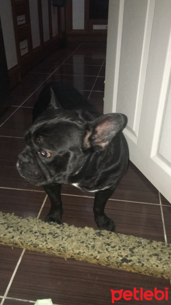Fransız Bulldog, Köpek  Adam fotoğrafı