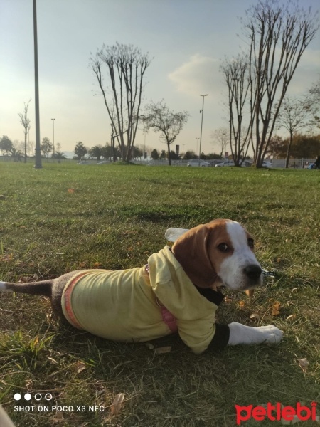 Beagle, Köpek  PARS fotoğrafı