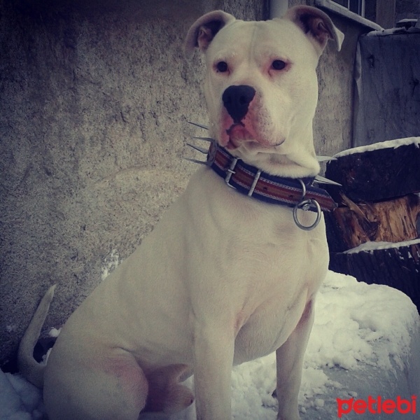 Staffordshire Bull Terrier, Köpek  Cesur fotoğrafı