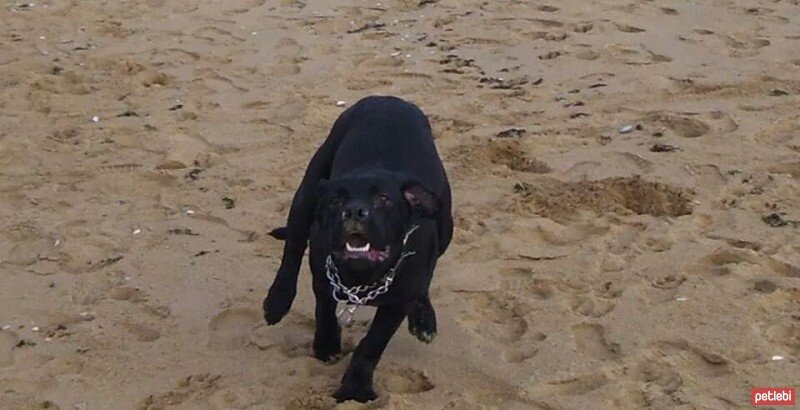 Cane Corso Italiano, Köpek  Liza fotoğrafı