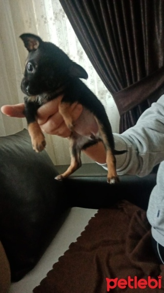 Minyatür Pinscher, Köpek  Zeytin fotoğrafı