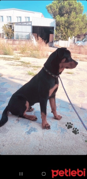 Rottweiler, Köpek  Rot fotoğrafı