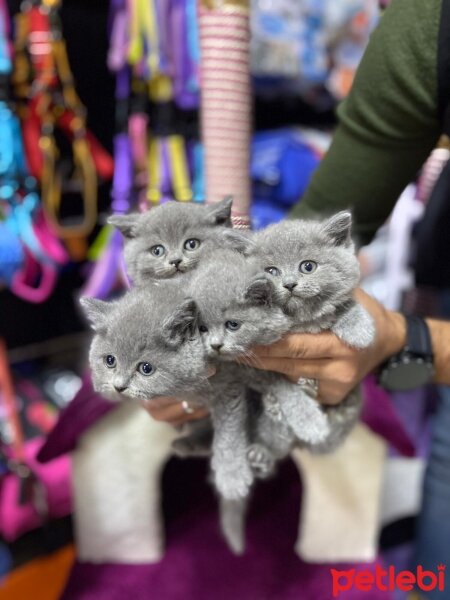 British Shorthair, Kedi  BRITISH SHORTHAİR fotoğrafı