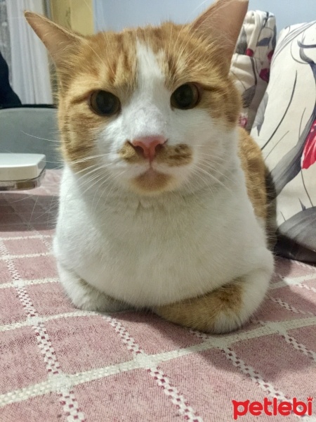 Tekir Kedi, Kedi  Boncuk fotoğrafı