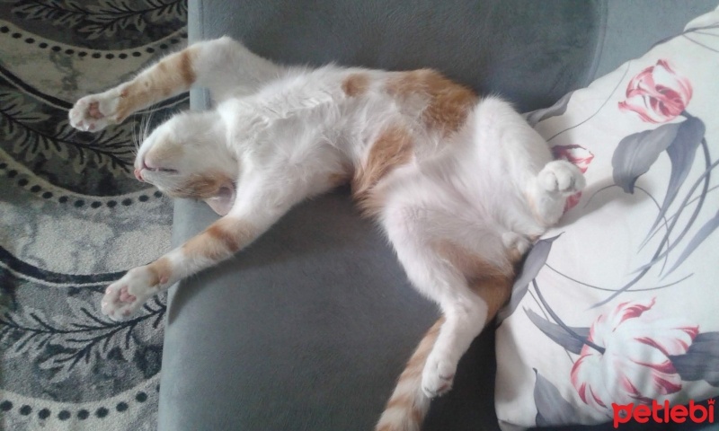 Tekir Kedi, Kedi  Boncuk fotoğrafı