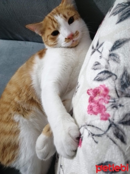 Tekir Kedi, Kedi  Boncuk fotoğrafı