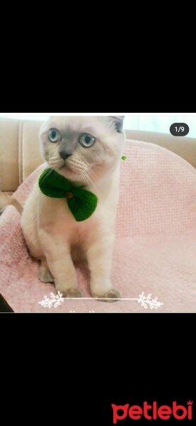 Scottish Fold, Kedi  Köpük fotoğrafı