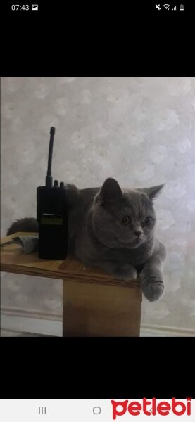 Scottish Fold, Kedi  Köpük fotoğrafı