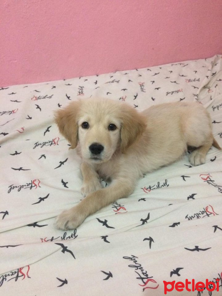 Golden Retriever, Köpek  Oscar fotoğrafı
