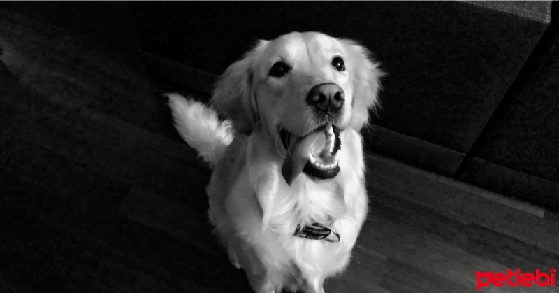 Golden Retriever, Köpek  Maya fotoğrafı