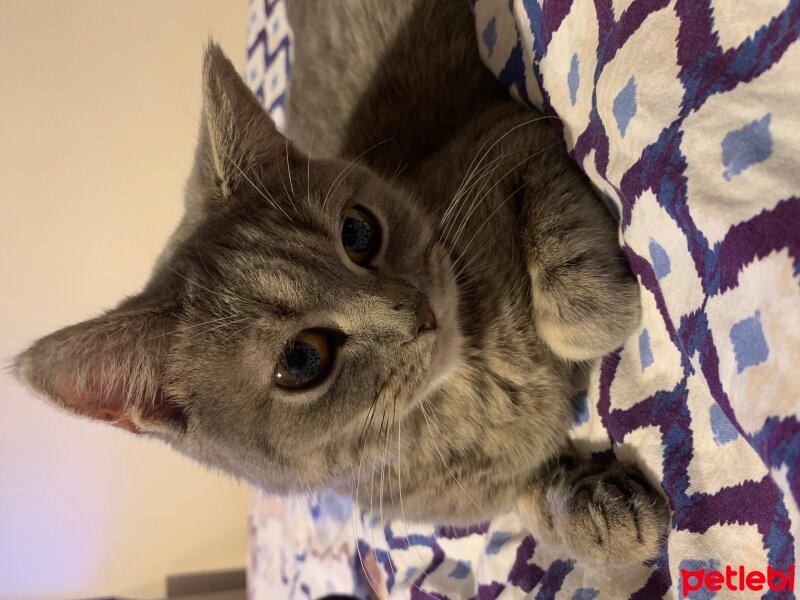 British Shorthair, Kedi  Lokum fotoğrafı