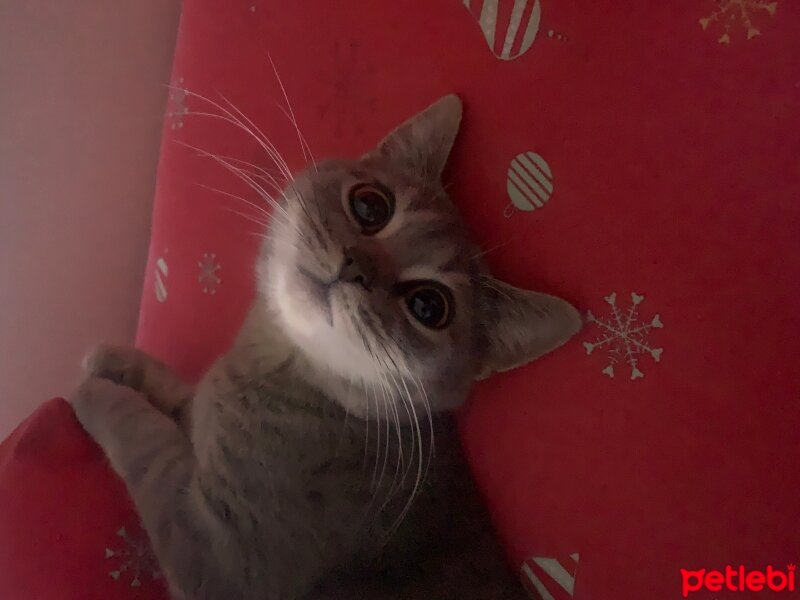 British Shorthair, Kedi  Lokum fotoğrafı