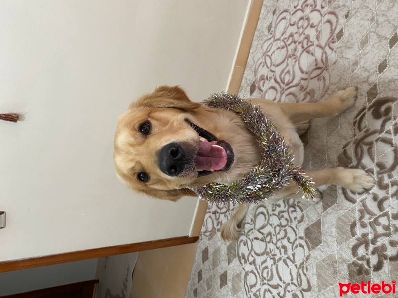 Golden Retriever, Köpek  Alex fotoğrafı
