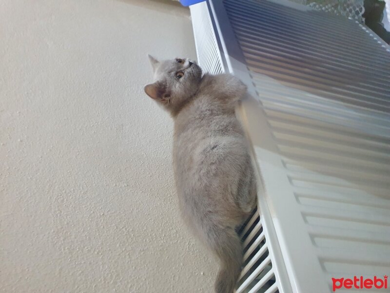 British Shorthair, Kedi  Lina fotoğrafı