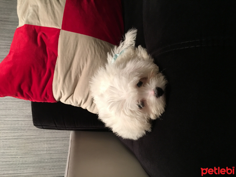 Maltese, Köpek  Pamuk fotoğrafı