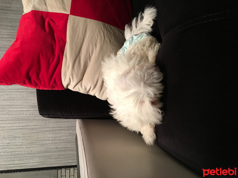 Maltese, Köpek  Pamuk fotoğrafı
