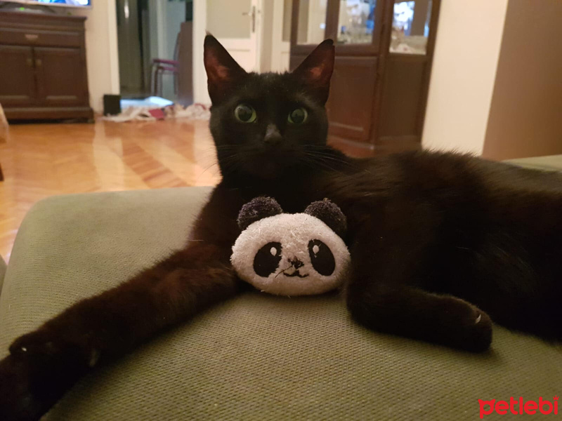 Bombay, Kedi  Zeytin fotoğrafı