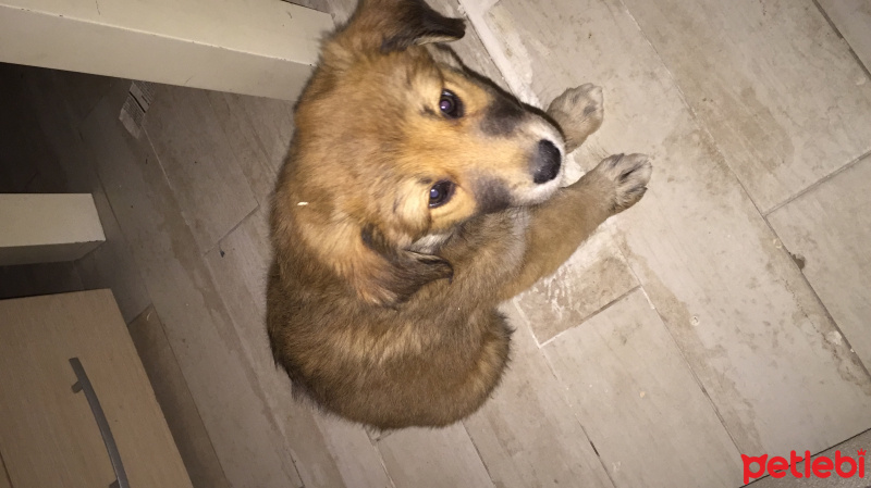 Alman Çoban Köpeği, Köpek  Doby fotoğrafı