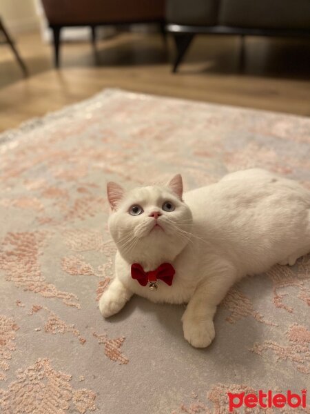 British Shorthair, Kedi  Misha fotoğrafı