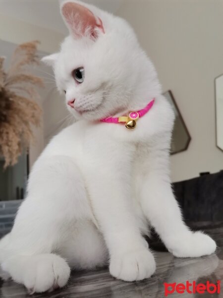 British Shorthair, Kedi  Misha fotoğrafı