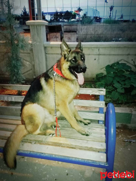 Alman Çoban Köpeği, Köpek  HERKÜL fotoğrafı