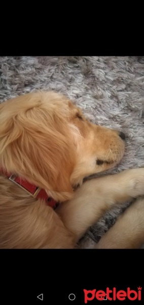 Golden Retriever, Köpek  Toffy fotoğrafı