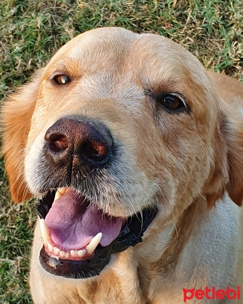 Golden Retriever, Köpek  Rex fotoğrafı
