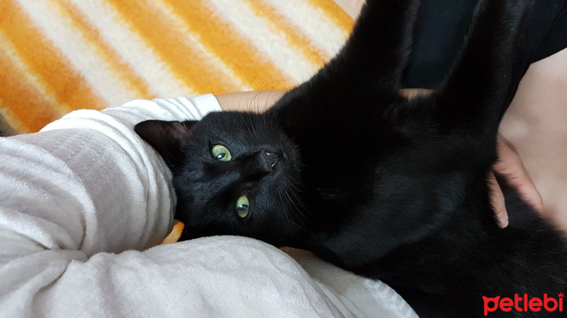 Bombay, Kedi  Gece fotoğrafı