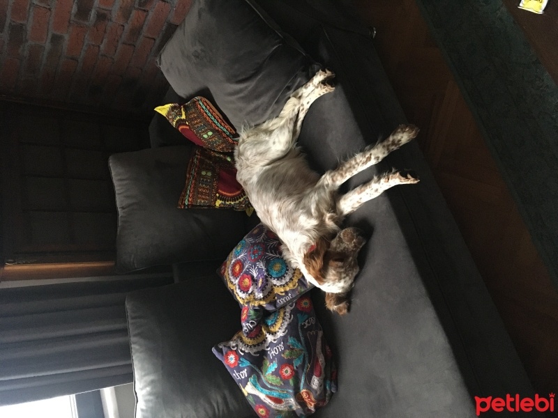 İngiliz Setter, Köpek  sansli fotoğrafı