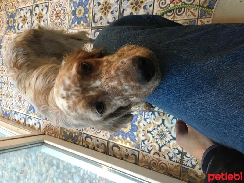 İngiliz Setter, Köpek  sansli fotoğrafı
