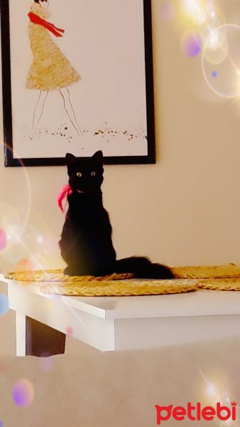 Tekir Kedi, Kedi  Daçmin fotoğrafı