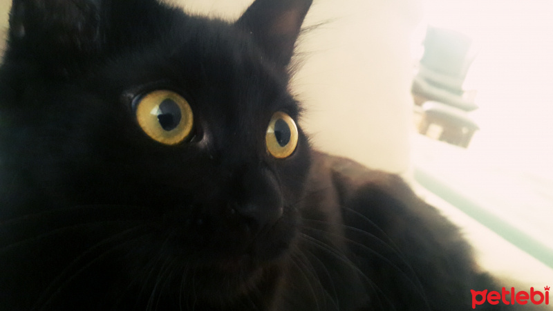 Tekir Kedi, Kedi  Daçmin fotoğrafı