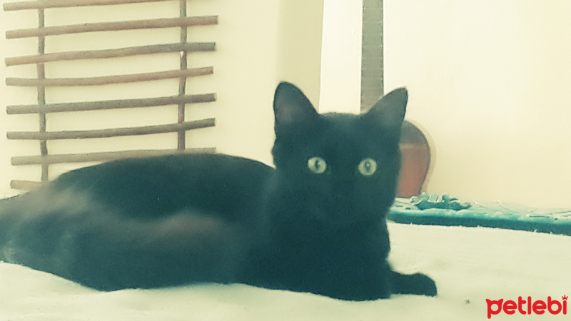 Tekir Kedi, Kedi  Daçmin fotoğrafı