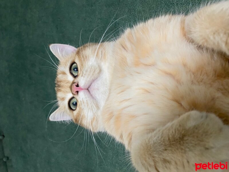 British Shorthair, Kedi  Calvin fotoğrafı