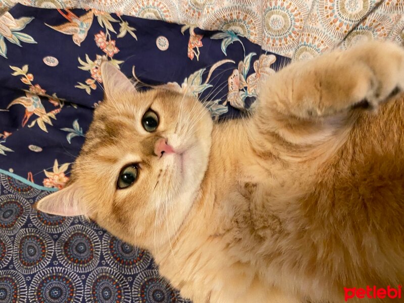 British Shorthair, Kedi  Calvin fotoğrafı