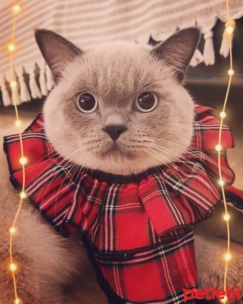 British Shorthair, Kedi  BADEM fotoğrafı