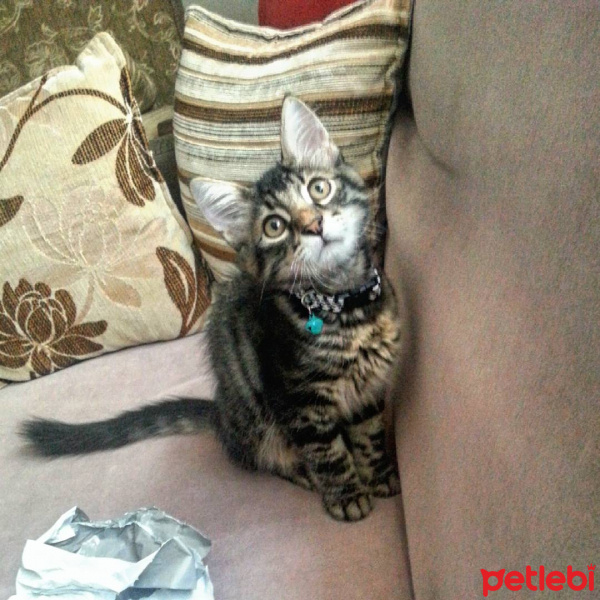 Tekir Kedi, Kedi  Shadow fotoğrafı