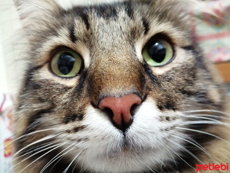 Tekir Kedi, Kedi  Shadow fotoğrafı