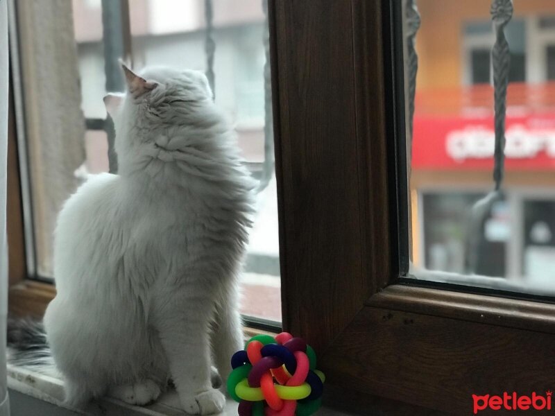 Ankara Kedisi, Kedi  Pamuk fotoğrafı