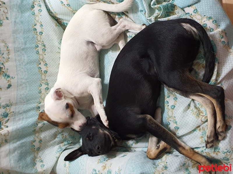 Jack Russell Terrier, Köpek  Fiber fotoğrafı