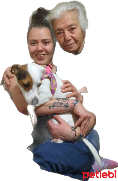 Jack Russell Terrier, Köpek  Fiber fotoğrafı