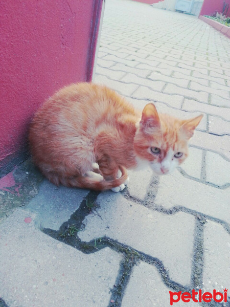 Tekir Kedi, Kedi  Leo fotoğrafı