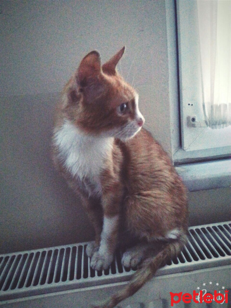 Tekir Kedi, Kedi  Leo fotoğrafı