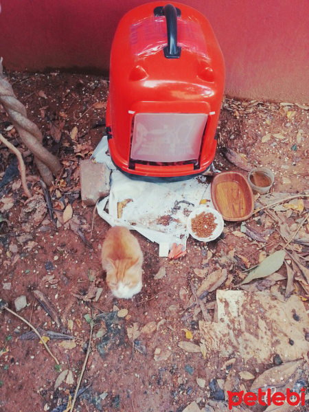 Tekir Kedi, Kedi  Leo fotoğrafı