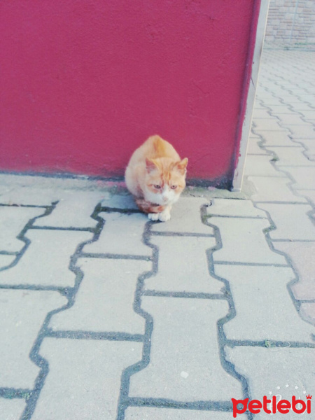 Tekir Kedi, Kedi  Leo fotoğrafı