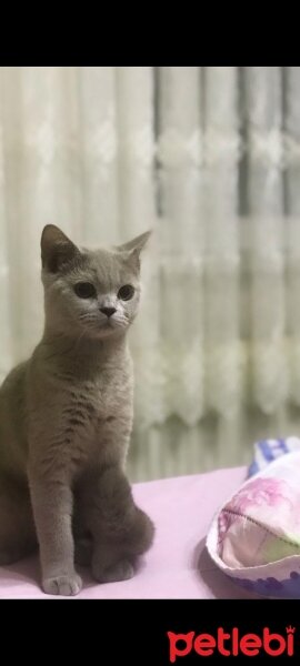 British Shorthair, Kedi  Paşa fotoğrafı