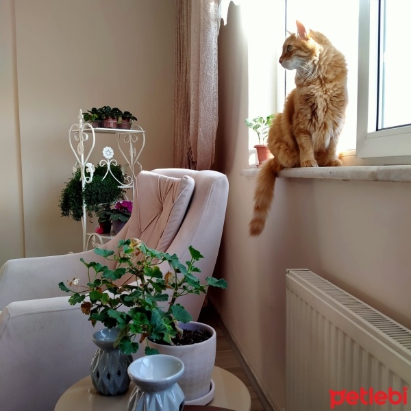 Sarman, Kedi  Güneş fotoğrafı